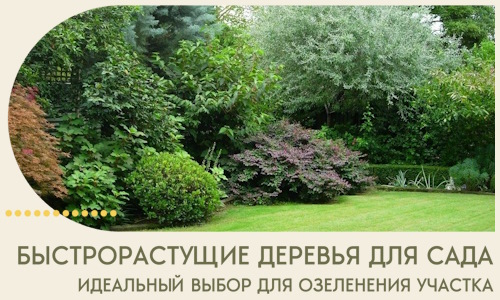 Быстрорастущие деревья для сада идеальный выбор в Гусе-Хрустальном