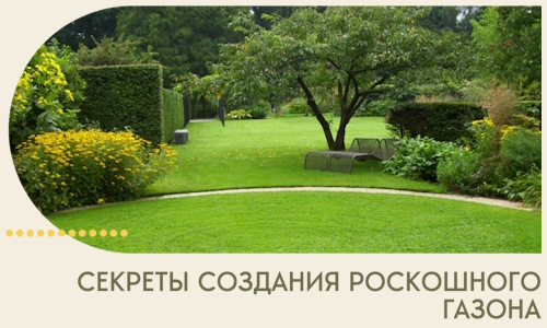 Секреты создания роскошного газона в Гусе-Хрустальном